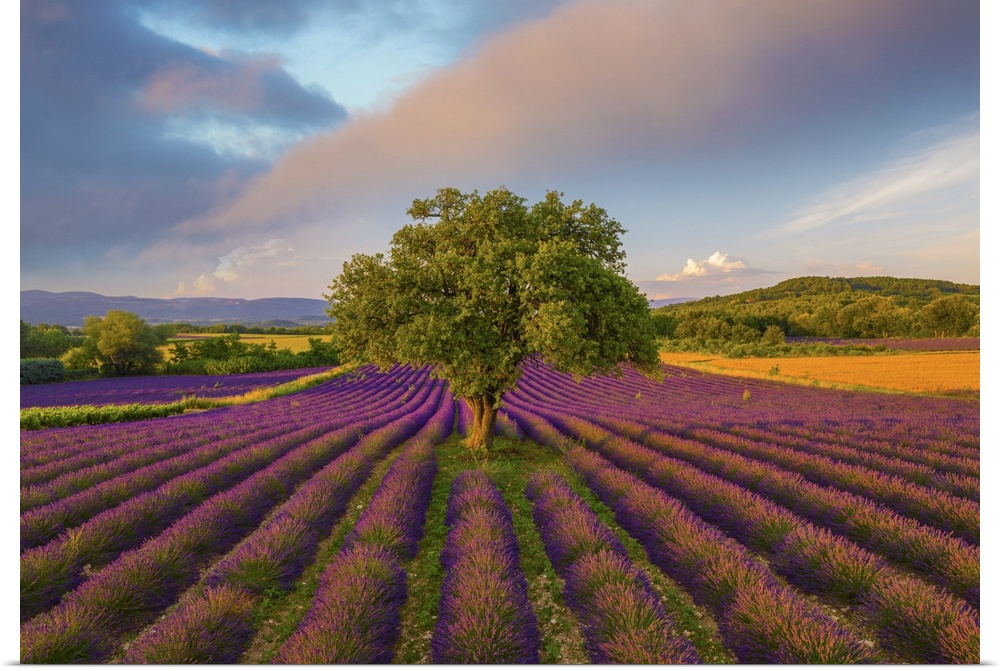 France, Haute Provence, Provence, Sault Plateau, Rows of lavender and single tree