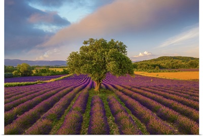 France, Haute Provence, Provence, Sault Plateau, Rows Of Lavender And Single Tree