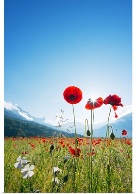 France, Haute Savoie, Rhone Alps, Poppy field