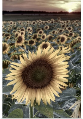 France, Indre-et-Loire, Sainte Maure de Touraine, Sunflowers in Field