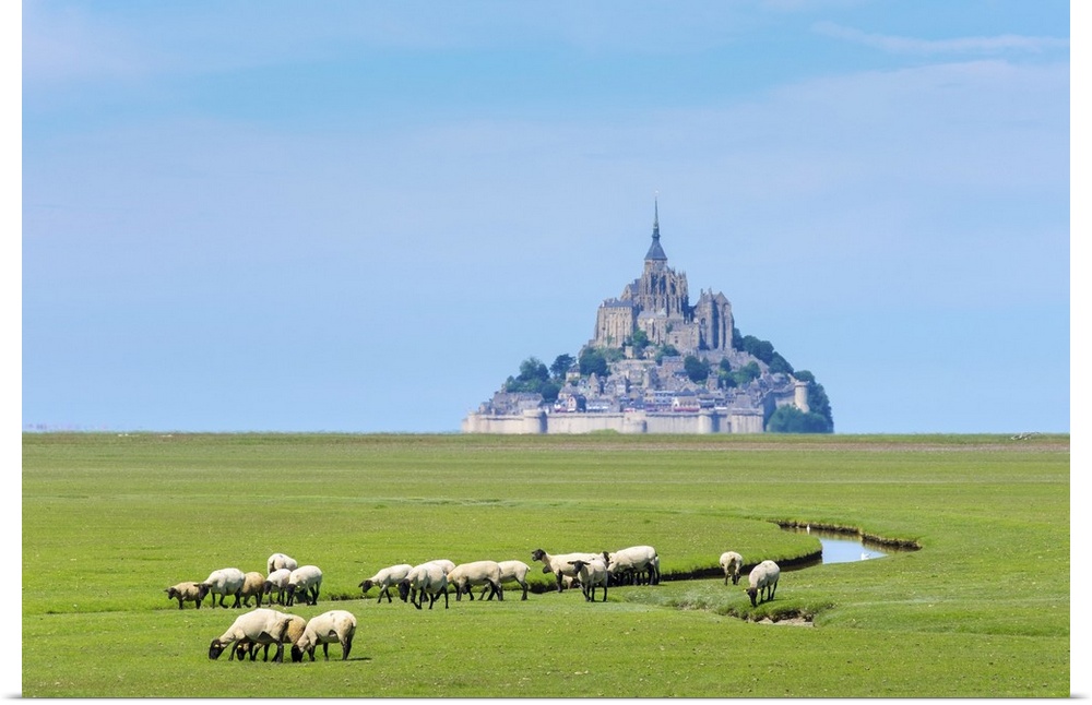 France, Normandy (Normandie), Manche department, sheep grazing in front of Le Mont-Saint-Miichel.