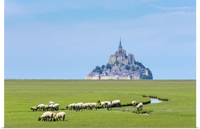 France, Normandy, Manche department, sheep grazing in front of Le Mont-Saint-Miichel