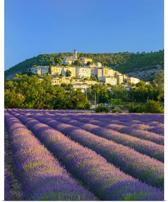 France, Provence-Alpes-Cote d'Azur, Banon And Lavender Fields