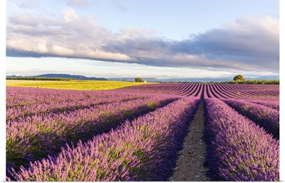 France, Provence Alps Cote d'Azur, Plateau of Valensole. Lavender field in full bloom