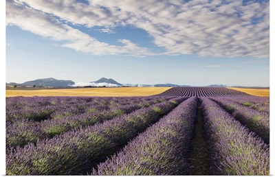 France, Provence Alps Cote d'Azur, rows of lavender and a field of wheat