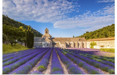 France, Provence Alps Cote d'Azur, Vaucluse. Famous Senanque abbey in the morning