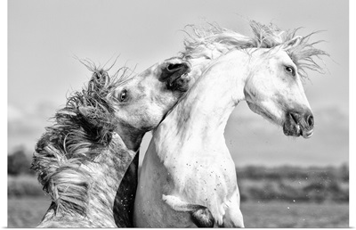 France, Provence, Camargue, Two male horses sparring