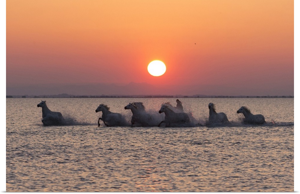 France, Provence, Camargue, A herd of white horses gallop through a lake in the Camargue at sunrise.