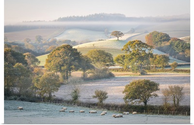 Frost Covered Countryside At Dawn, Mid Devon, England