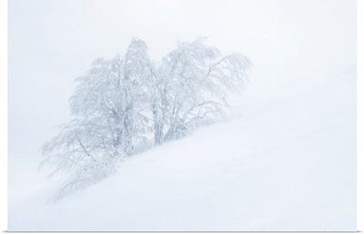 Frozen Trees In The Middle Of A Blizzard. Tuscany Appenines, Italy