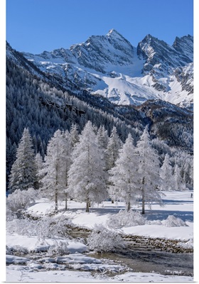 Frozen Trees With River On Ceresole Reale, Levanne, Orco Valley, Piedmont, Italy, Europe