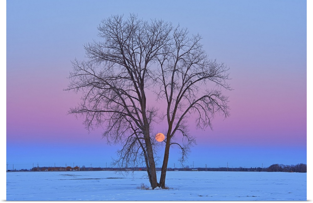 Full moon (Super moon) and plains cottonwood (Populus deltoides) at dawn