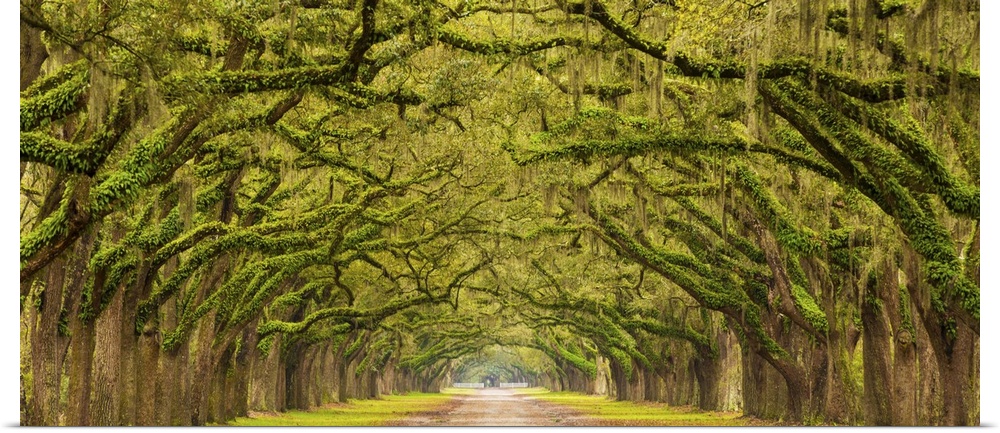 USA, Georgia, Savannah, Entrance to Wormsloe Plantation.