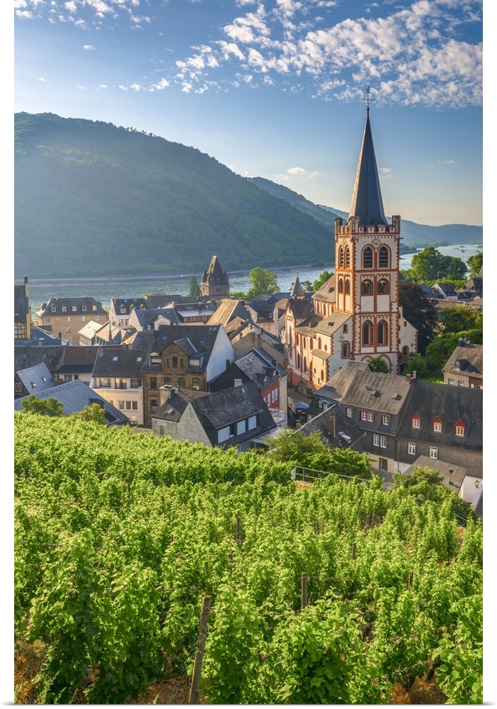 Germany, Rhineland Palatinate, River Rhine, Bacharach, Church of Saint Peter (Sankt Peter or Peterskirche), vineyard.