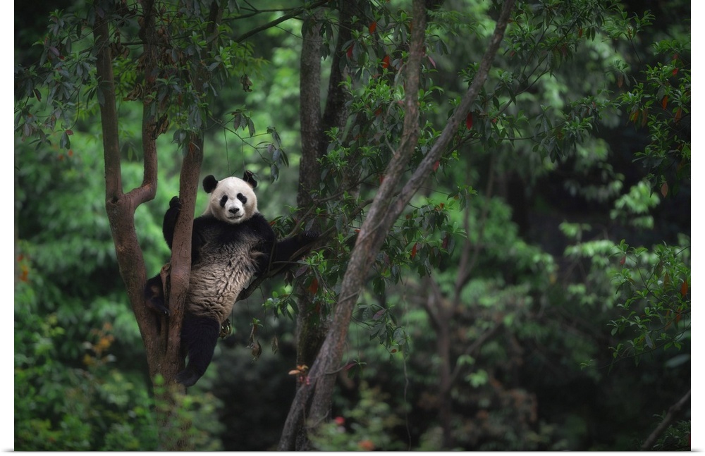 giant panda (Ailuropoda melanoleuca) climbing a tree in a panda base, Chengdu region, Sichuan, China