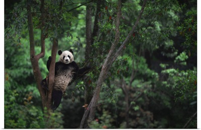 Giant Panda Climbing A Tree In A Panda Base, Chengdu Region, Sichuan, China