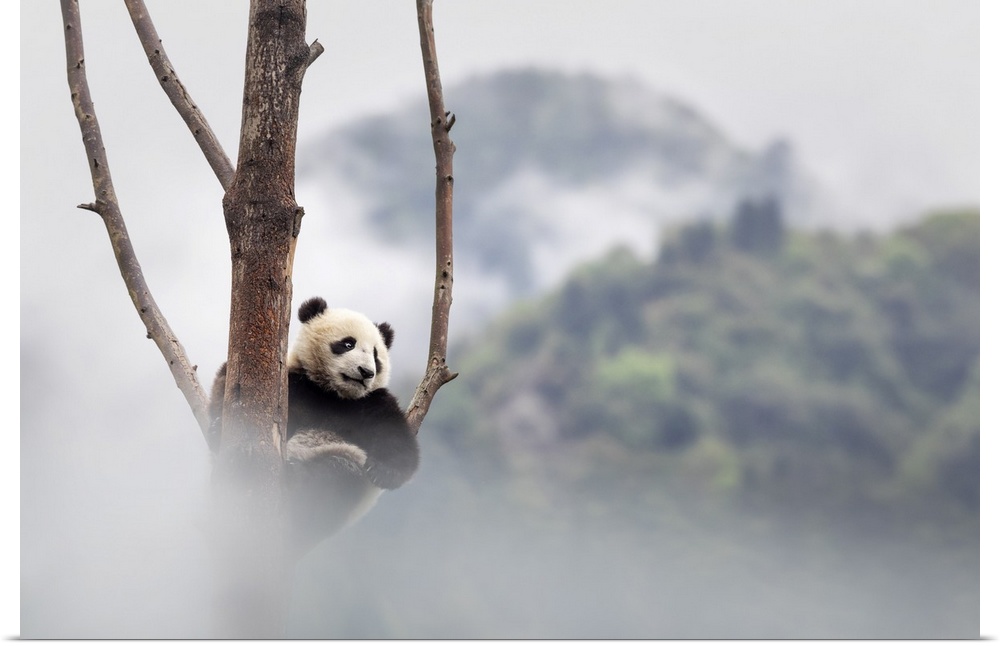 giant panda cub (Ailuropoda melanoleuca) climbing a tree in a panda base, Chengdu region, Sichuan, China