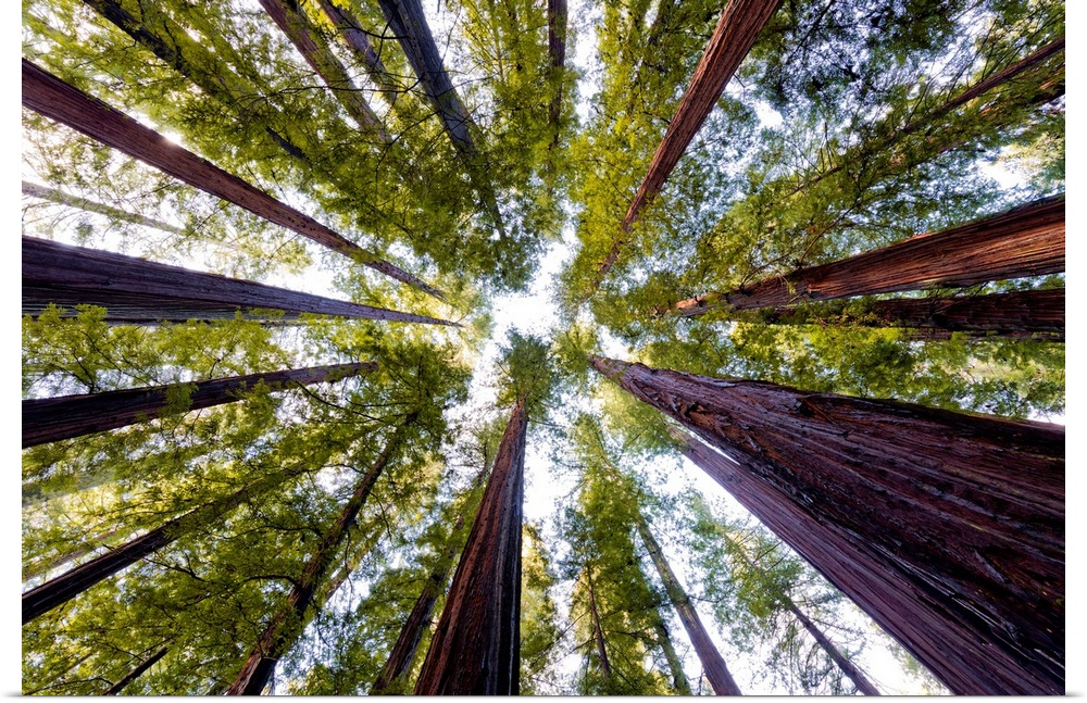 Giant Redwoods, Humboldt State Park, California, Usa