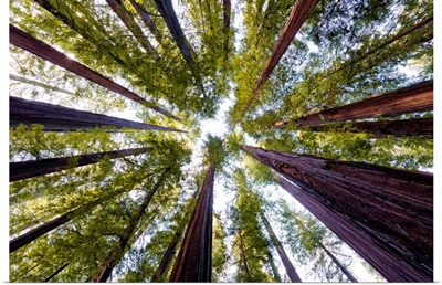 Giant Redwoods, Humboldt State Park, California, Usa