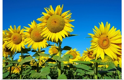 Giant Yellow Sunflowers In Full Bloom, Oraison, Alpes-De-Haute-Provence, France