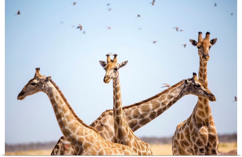 Giraffe in Etosha, Namibia, Africa