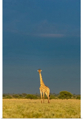 Giraffe, Kalahari Desert, Botswana
