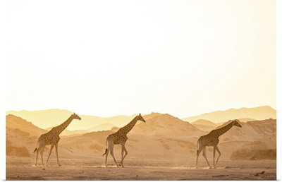 Giraffe, Skeleton Coast National Park, Namibia