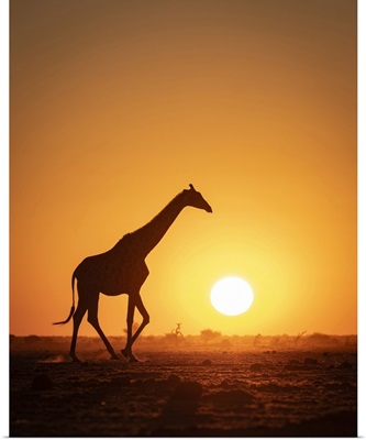 Giraffe Sunset Silhouette, Nxai Pan National Park, Botswana