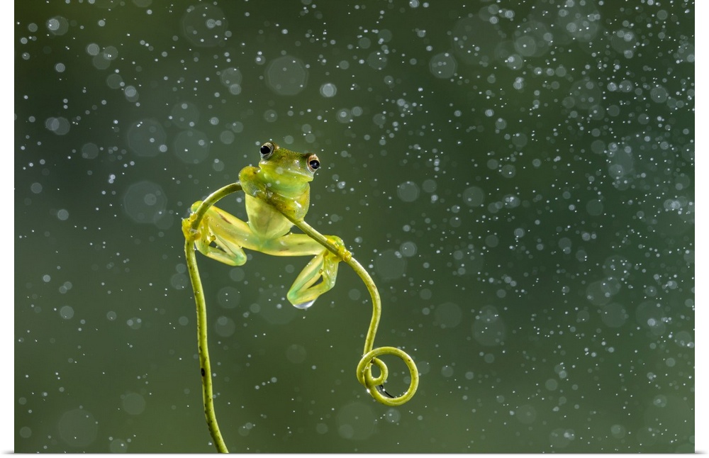 Granular glass-frog (Cochranella granulosa), lowland rainforest, Boca Tapada, Costa Rica. Central & South America, Costa R...