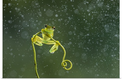 Granular Glass-Frog (Cochranella Granulosa), Lowland Rainforest, Boca Tapada, Costa Rica