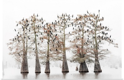 Great Cormorants Resting On Bold Cypresses In The Atchafalaya Basin, Louisiana
