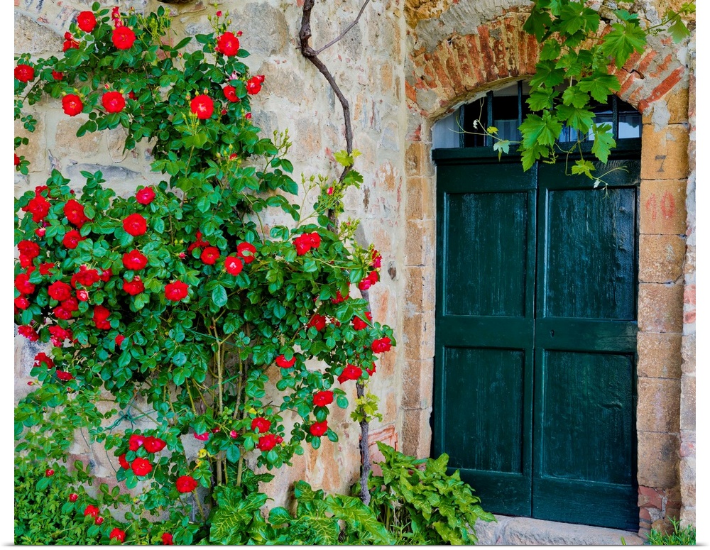 Green Door And Roses, Monticchiello, Tuscany, Italy
