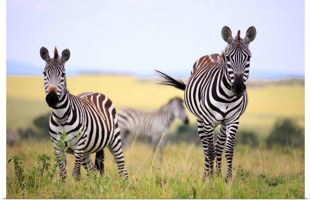 Grevy zebra (Equus grevyi), Maasai Mara National Reserve, Kenya