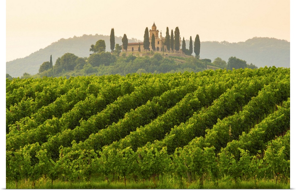 Gussago, Franciacorta, Lombardy, Italy. Vineyards.