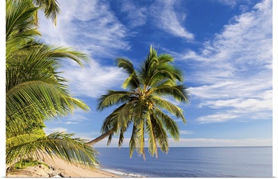 Hanging palm tree, Holloways Beach, Queensland, Australia