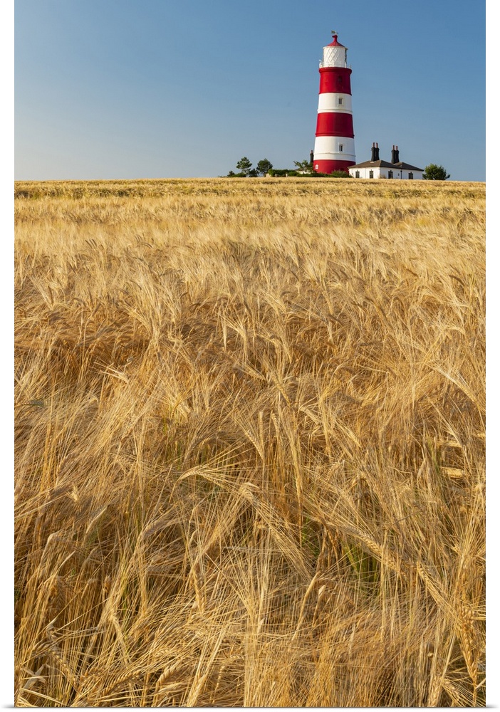 Happisburgh Lighthouse & Field of Wheat, Norfolk, England