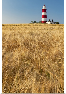 Happisburgh Lighthouse And Field Of Wheat, Norfolk, England