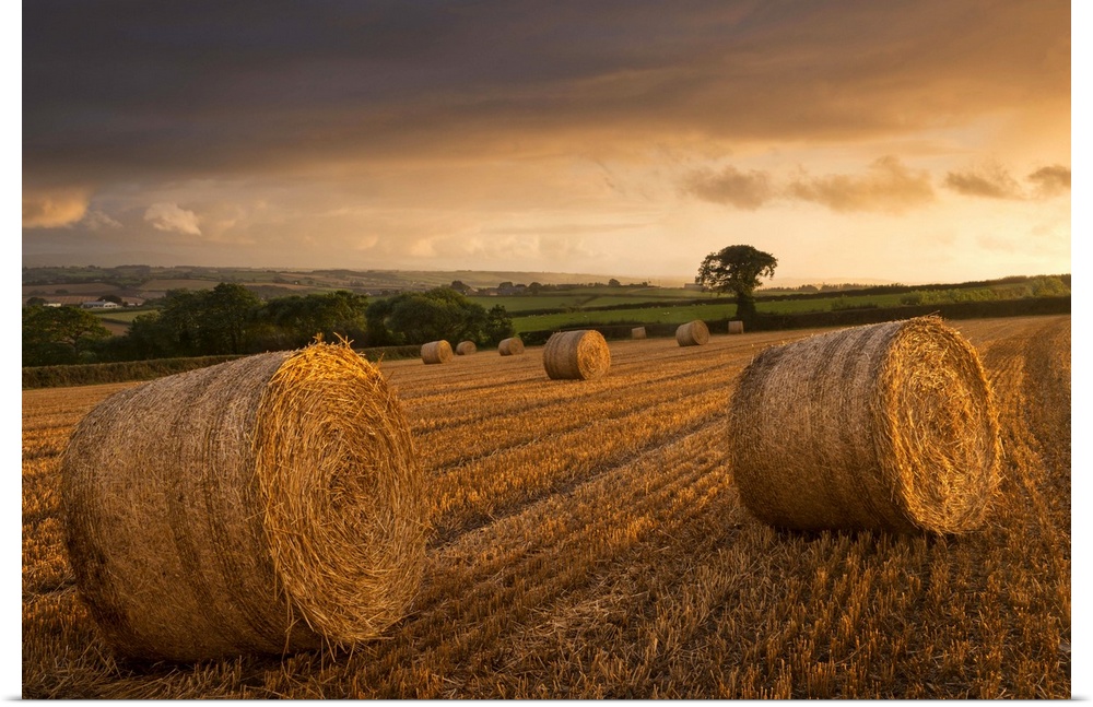Hay Bales in a ploughed field at sunset, Eastington, Devon, England. Summer (August)