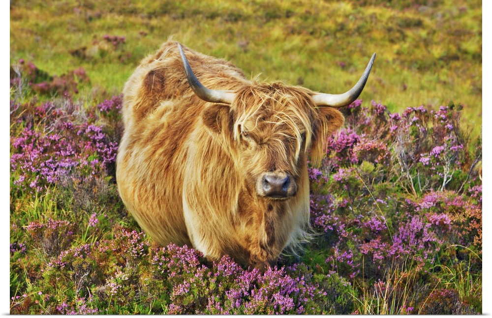 Highland cattle in heather. United Kingdom, Scotland, Inner Hebrides, Skye, Strath, Glamaig. Highlands, Hebrides. Isle of ...