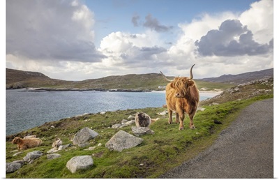 Highland Cattle, Isle Of Harris, Outer Hebrides, Scotland