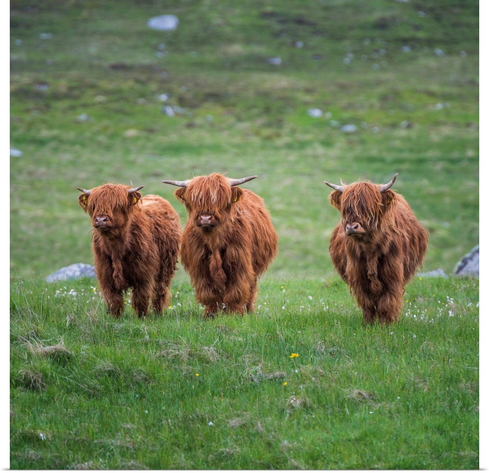 Highland Cattle, Isle Of Lewis, Outer Hebrides, Scotland
