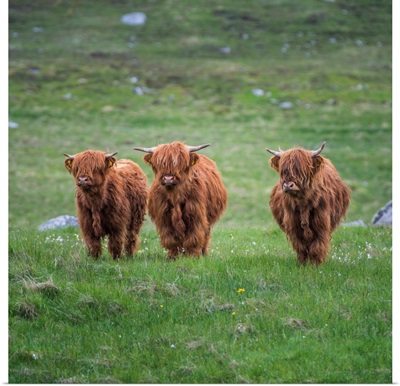 Highland Cattle, Isle Of Lewis, Outer Hebrides, Scotland