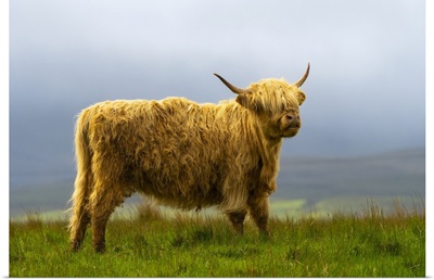Highland Cattle On Grassland, Digg, Isle Of Skye, Scottish Highlands, Scotland, UK