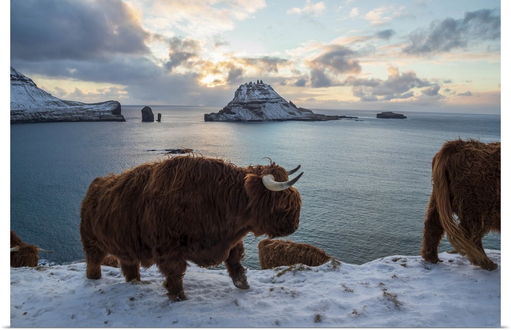 Highland cow on the island of Vagar, Faroe Islands