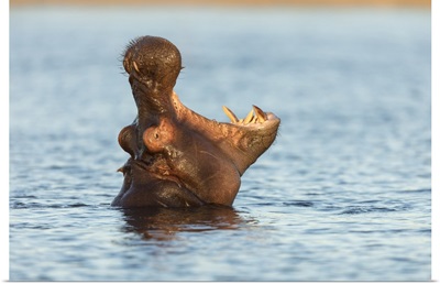 Hippopotamas (Hippopotamus Amphibius), Chobe River, Botswana, Africa