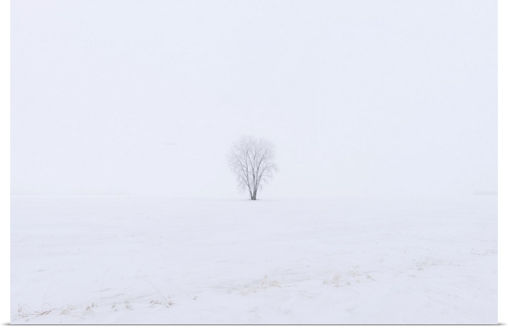 Hoarfrost covered Plains cottonwood Dugald, Manitoba, Canada