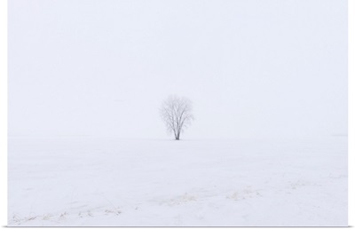 Hoarfrost Covered Plains Cottonwood Dugald, Manitoba, Canada