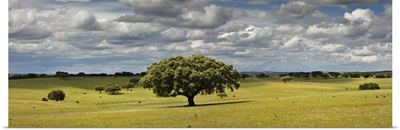 Holm oaks in the vast plains of Alentejo, Portugal