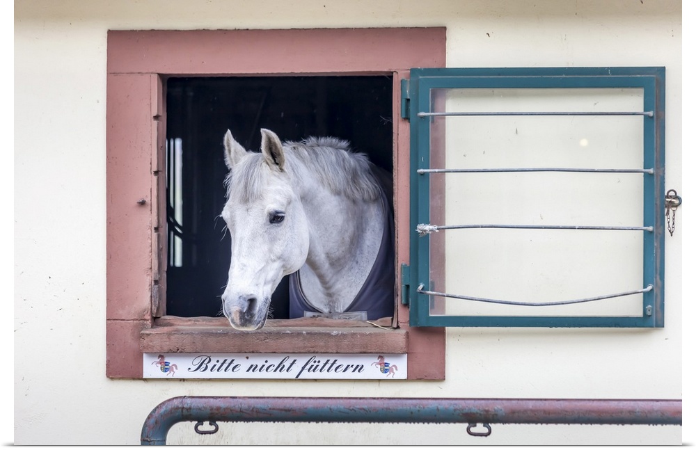 Horse in the stables of the Linslerhof, Aberherrn, Saarland, Germany