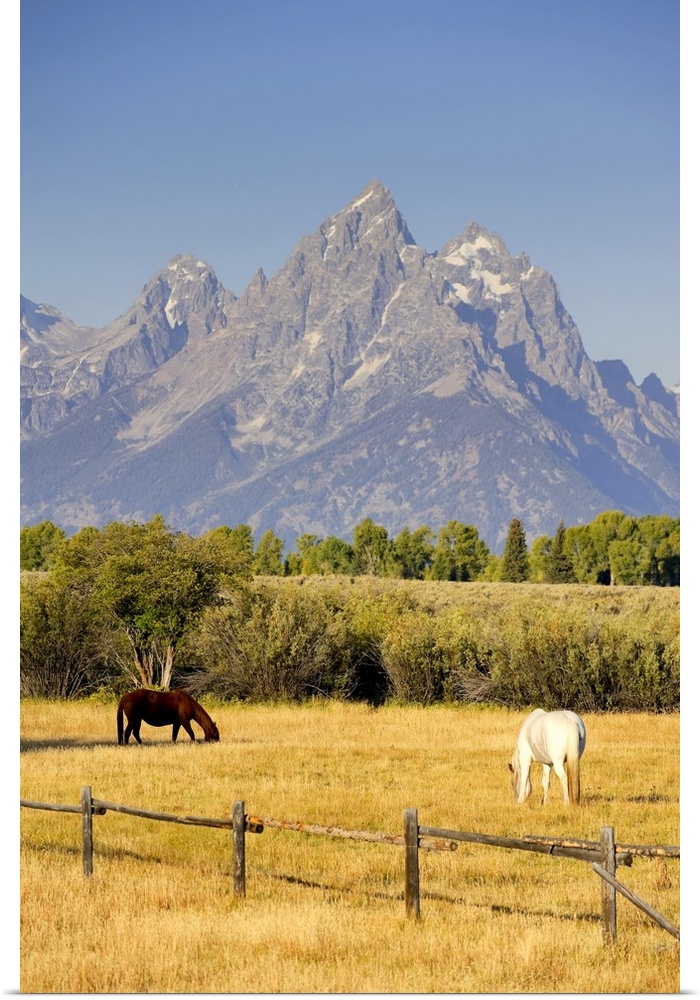 Horses and Teton Mountain Range, Grand Teton National Park, Wyoming, USA